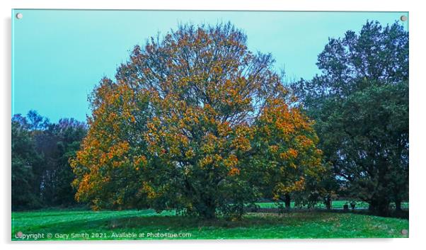 Golden Leaves on Beech Tree Acrylic by GJS Photography Artist