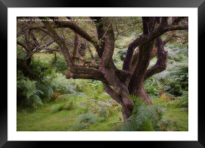 Walk In The Woods Framed Mounted Print by Christine Lake