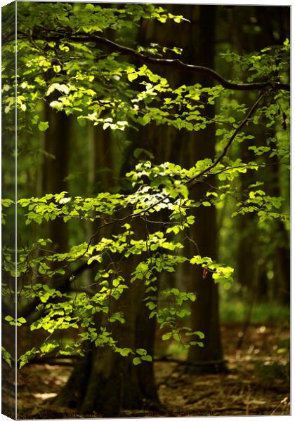 Sunlit leaves and woodland Canvas Print by Simon Johnson