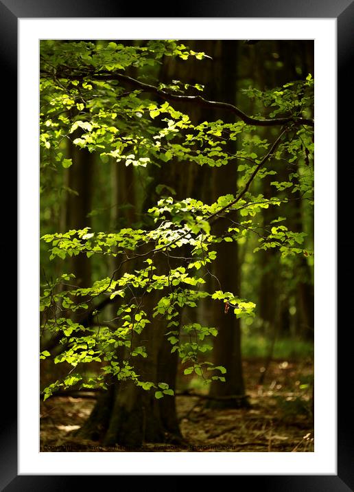 Sunlit leaves and woodland Framed Mounted Print by Simon Johnson