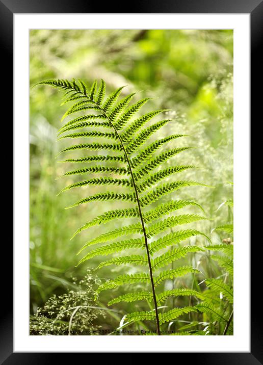 fern close up Framed Mounted Print by Simon Johnson