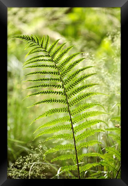 fern close up Framed Print by Simon Johnson