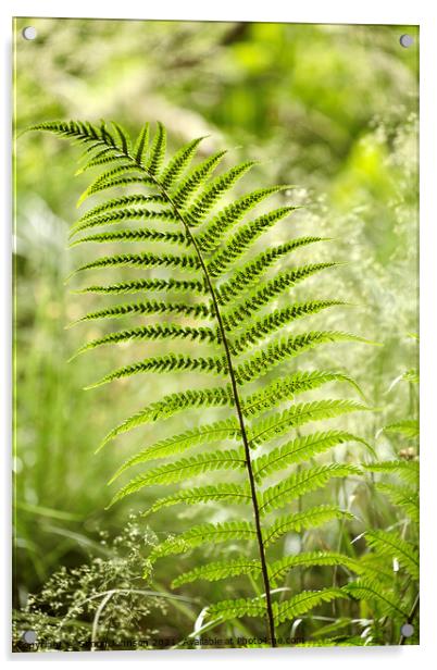 fern close up Acrylic by Simon Johnson