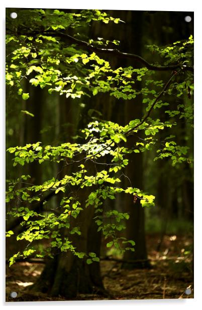 sunlit Leaves Acrylic by Simon Johnson