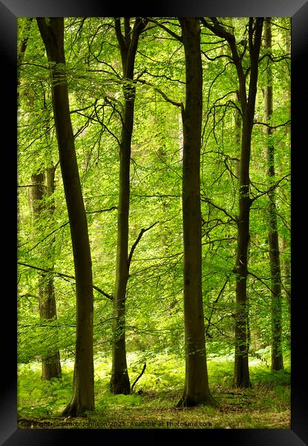 Tranquil trees Framed Print by Simon Johnson