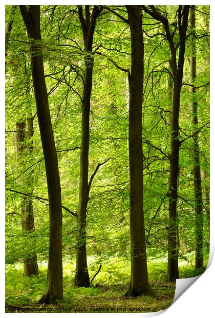 Tranquil trees Print by Simon Johnson