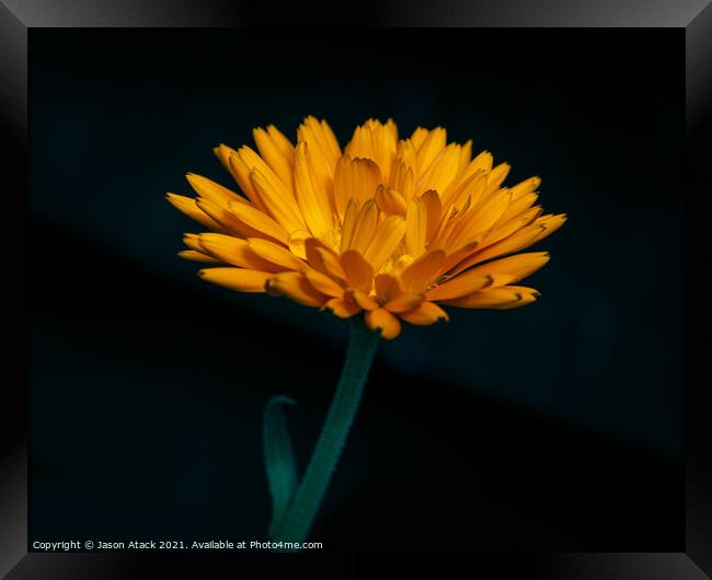 Plant flower Framed Print by Jason Atack