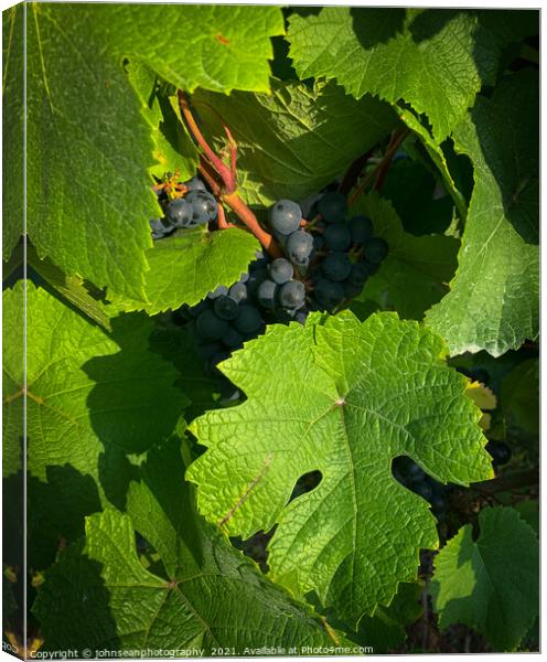 Vine leaves protecting its grapes Canvas Print by johnseanphotography 