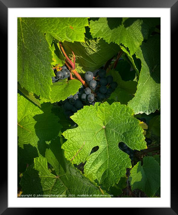 Vine leaves protecting its grapes Framed Mounted Print by johnseanphotography 