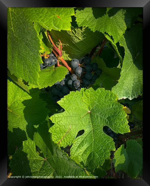 Vine leaves protecting its grapes Framed Print by johnseanphotography 