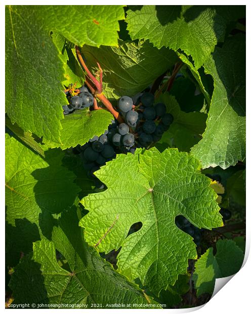 Vine leaves protecting its grapes Print by johnseanphotography 