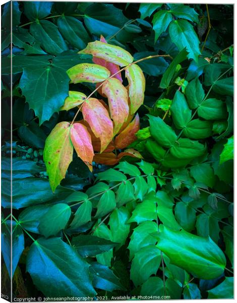 Contrasting leaves in early Autumn Canvas Print by johnseanphotography 