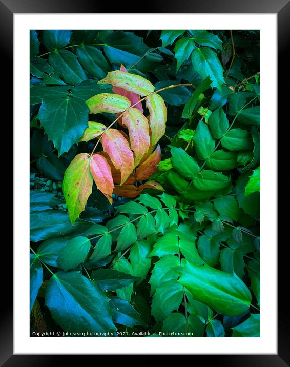 Contrasting leaves in early Autumn Framed Mounted Print by johnseanphotography 