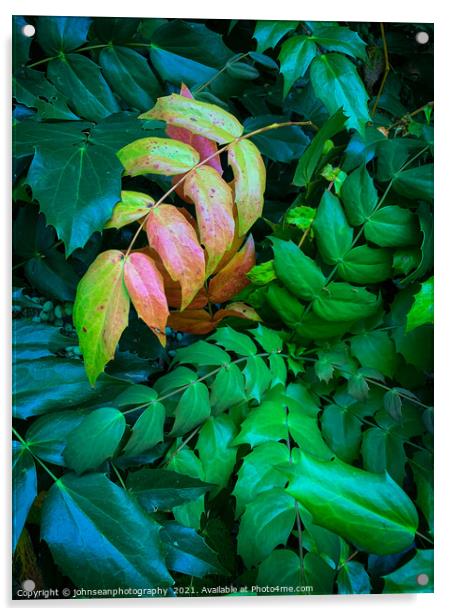 Contrasting leaves in early Autumn Acrylic by johnseanphotography 