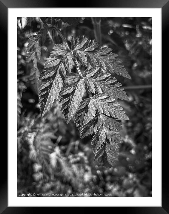 Leaves in Woodlands Framed Mounted Print by johnseanphotography 