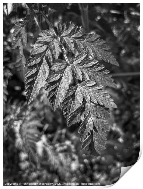 Leaves in Woodlands Print by johnseanphotography 