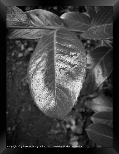 Leaves with water droplets Framed Print by johnseanphotography 