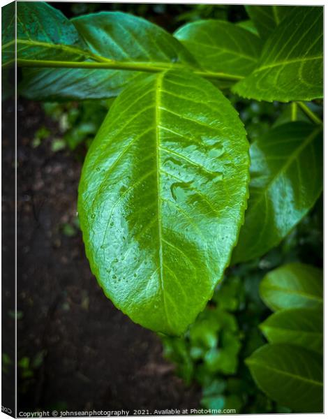 Leaves with water droplets Canvas Print by johnseanphotography 