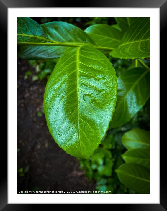 Leaves with water droplets Framed Mounted Print by johnseanphotography 