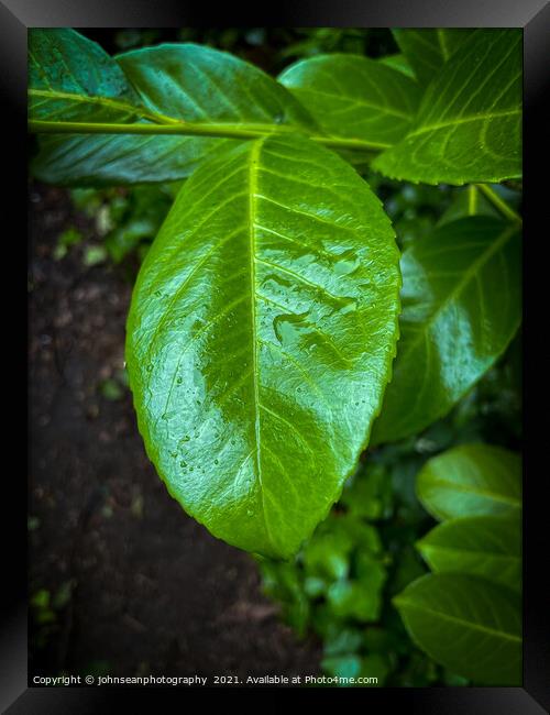 Leaves with water droplets Framed Print by johnseanphotography 