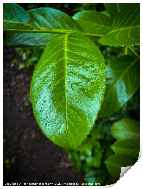 Leaves with water droplets Print by johnseanphotography 