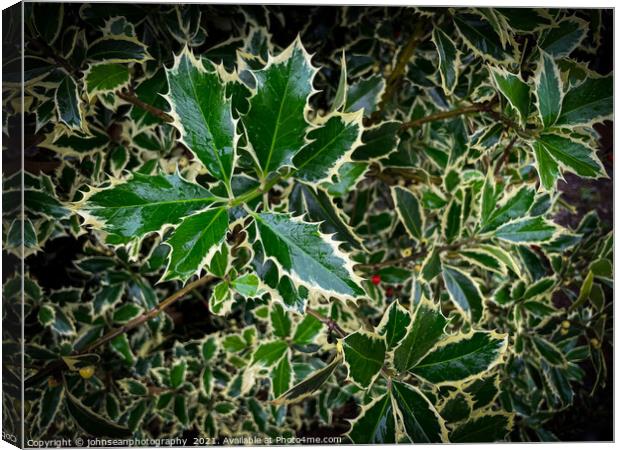 A single berry amongst its holly Canvas Print by johnseanphotography 