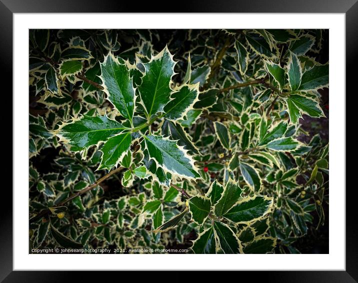 A single berry amongst its holly Framed Mounted Print by johnseanphotography 