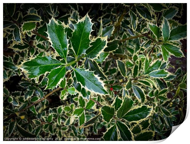 A single berry amongst its holly Print by johnseanphotography 