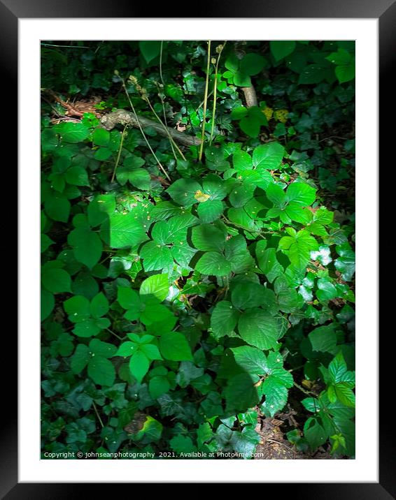 Leaves basking in the sunlight Framed Mounted Print by johnseanphotography 