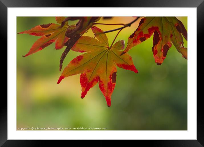 Glorius leaf colours in Sheffield Park in Autumn Framed Mounted Print by johnseanphotography 