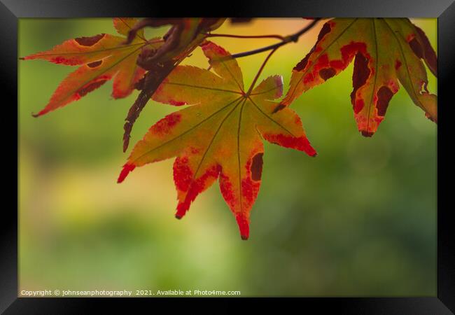 Glorius leaf colours in Sheffield Park in Autumn Framed Print by johnseanphotography 