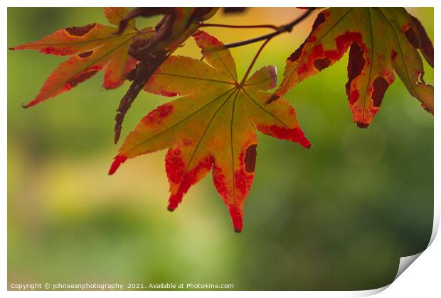 Glorius leaf colours in Sheffield Park in Autumn Print by johnseanphotography 