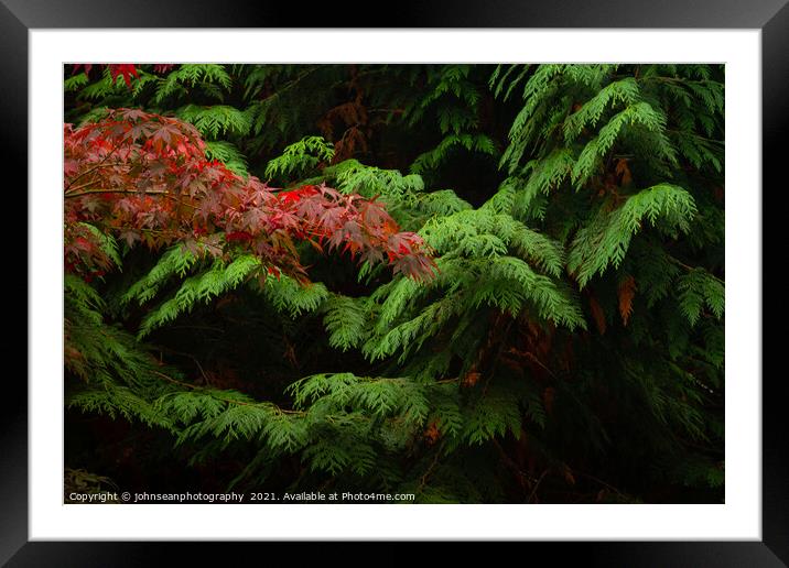 Contrasting Leaves at Sheffield Park in Autumn Framed Mounted Print by johnseanphotography 
