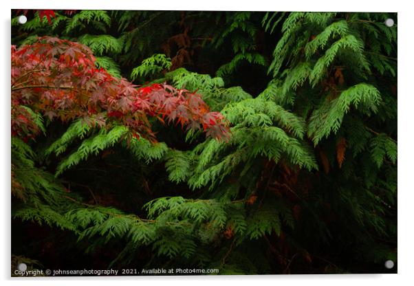 Contrasting Leaves at Sheffield Park in Autumn Acrylic by johnseanphotography 