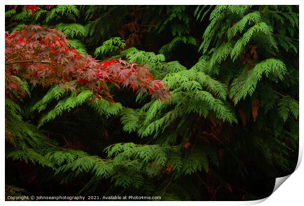 Contrasting Leaves at Sheffield Park in Autumn Print by johnseanphotography 