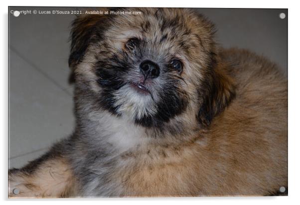 Cute fluppy Tibetan Lhasa puppy Acrylic by Lucas D'Souza