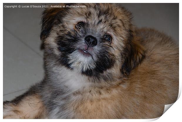 Cute fluppy Tibetan Lhasa puppy Print by Lucas D'Souza