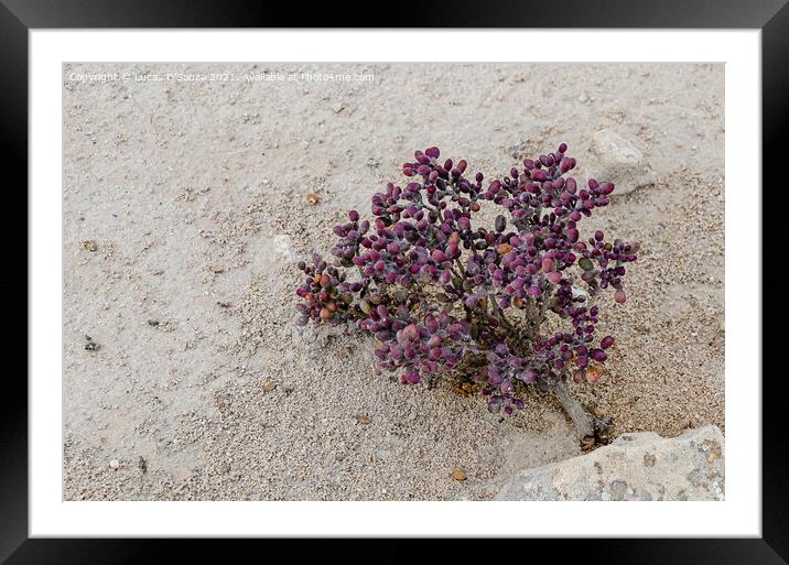 Exotic desert shrubs Framed Mounted Print by Lucas D'Souza