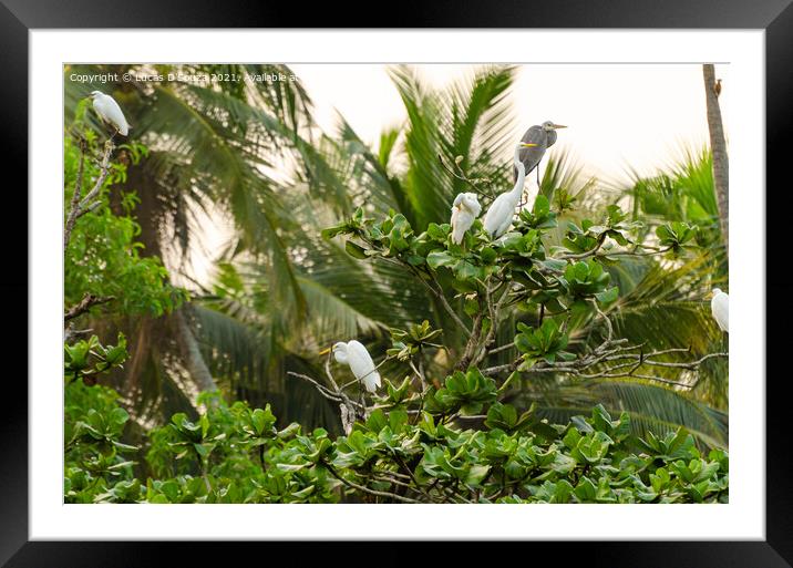 Migratory birds Framed Mounted Print by Lucas D'Souza
