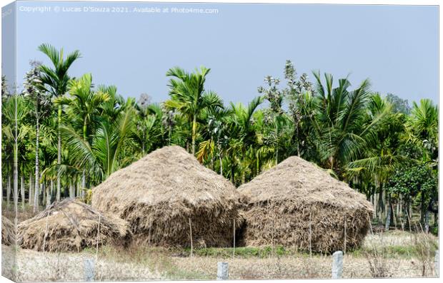 Straw stacks with coconut palms in the backgroundand arecanut pa Canvas Print by Lucas D'Souza