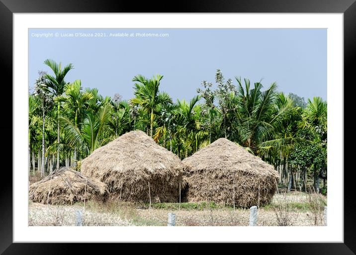 Straw stacks with coconut palms in the backgroundand arecanut pa Framed Mounted Print by Lucas D'Souza