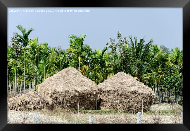 Straw stacks with coconut palms in the backgroundand arecanut pa Framed Print by Lucas D'Souza