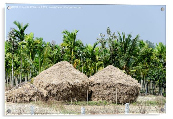 Straw stacks with coconut palms in the backgroundand arecanut pa Acrylic by Lucas D'Souza
