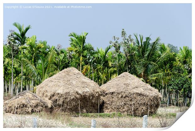Straw stacks with coconut palms in the backgroundand arecanut pa Print by Lucas D'Souza