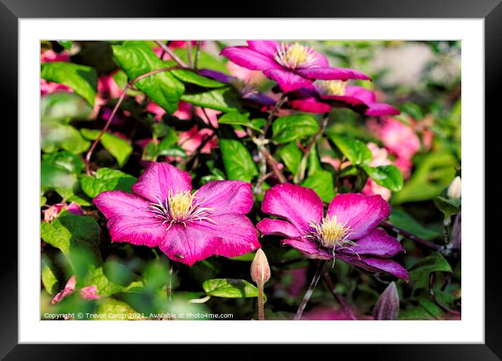 Purple Clematis Framed Mounted Print by Trevor Camp
