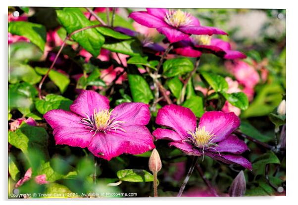 Purple Clematis Acrylic by Trevor Camp