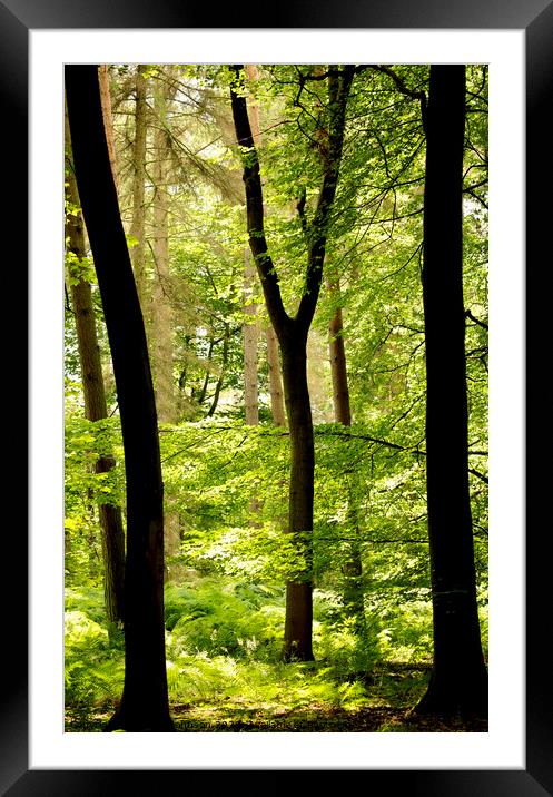The Y ree Framed Mounted Print by Simon Johnson