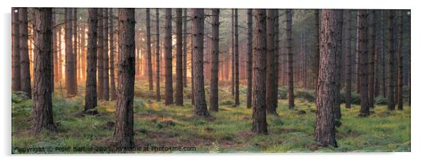 Matley Ridge Sunrise Acrylic by Peter Barber