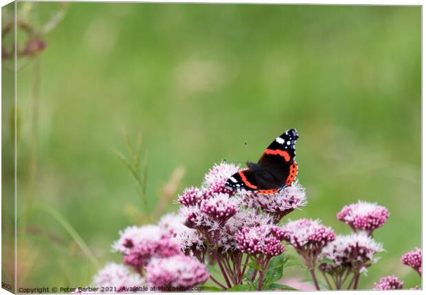 Red Admiral Canvas Print by Peter Barber