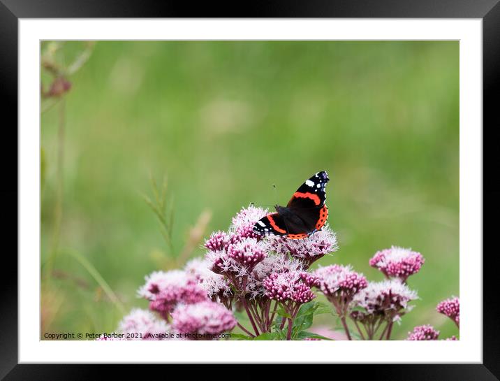 Red Admiral Framed Mounted Print by Peter Barber